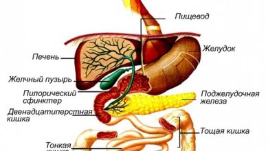 Photo of Здоровье пищеварительной системы: важные рекомендации