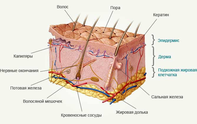 Photo of Здоровье кожи: важные советы дерматологов